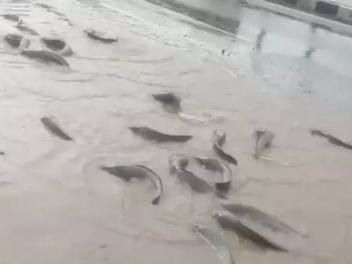 india monsoon floods 2025 rajasthan bihar kashmir alert