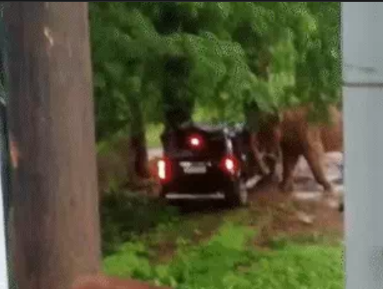 गाड़ी पर निकला गजराज का गुस्सा