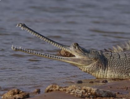 घड़ियाल