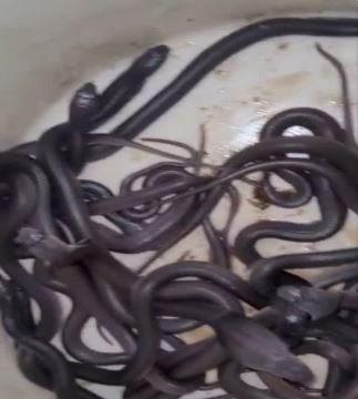 जहरीले सांपों का रेस्क्यू