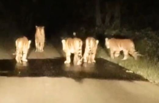 टाइगर फैमिली का नाइट वॉक