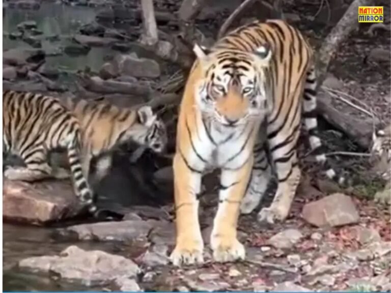 Tourists trapped in tiger reserve