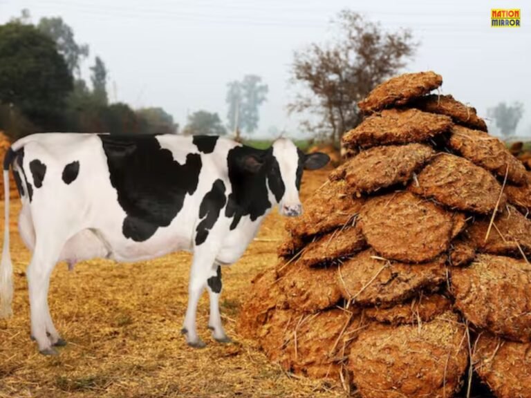 Benefits of Cow Dung