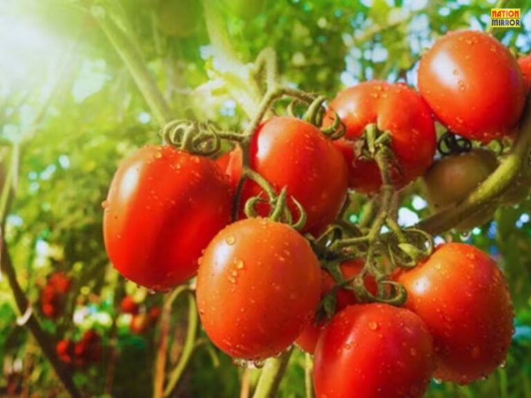 Madhya Pradesh top tomato producer India