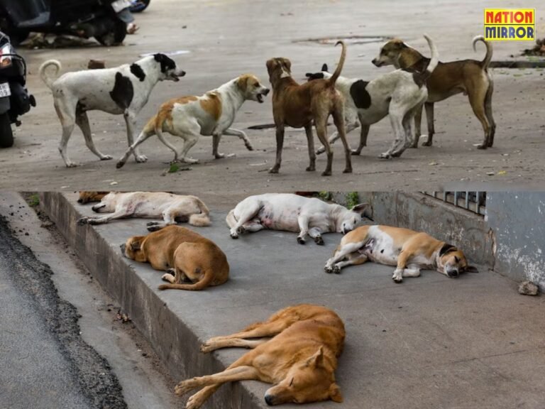 supreme court vs stray dogs delhi ncr dog case