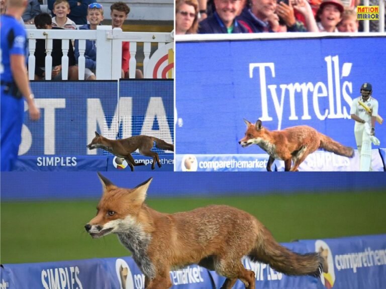 Fox at Lord's Cricket Ground
