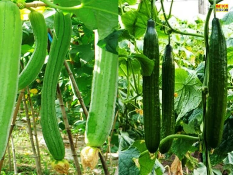 Health Benefits of Torai,