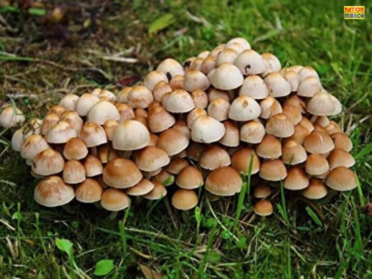 Mushroom Benefits and Side Effects