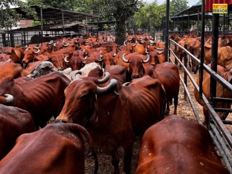 Cow smuggling in Bhiwadi