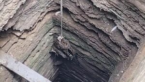 गिर गढ़डा तालुका में कुएं में गिरा तेंदुआ