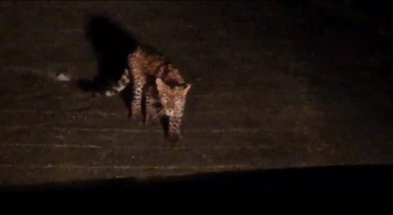 Leopard Cub Rescue Mussoorie