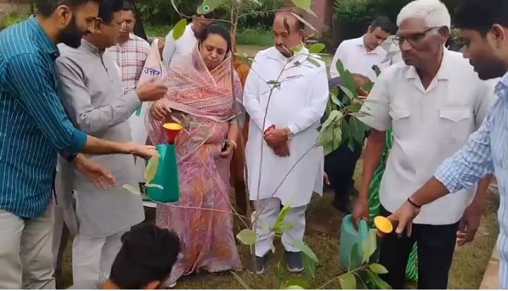 Tree Plantation