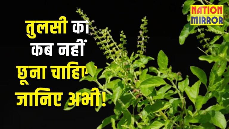 Tulsi Rules Hinduism:
