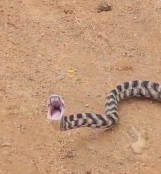 कैट स्नैक