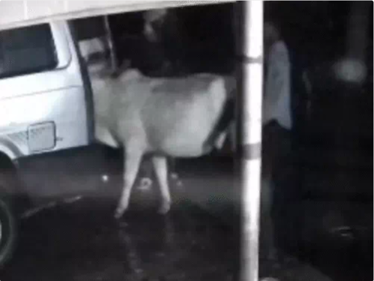 टाटा सूमो से गाय की चोरी