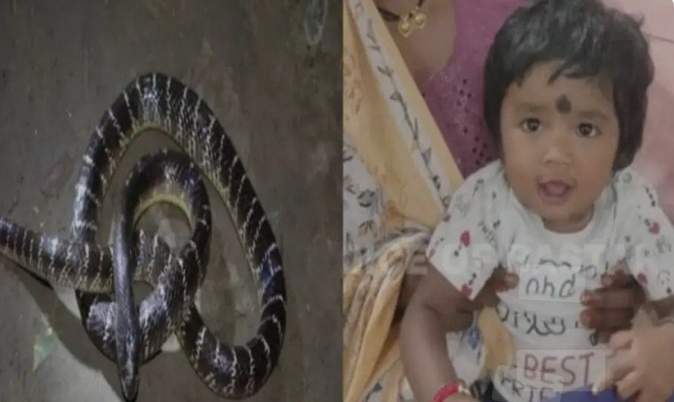 बच्ची ने सांप को काटा