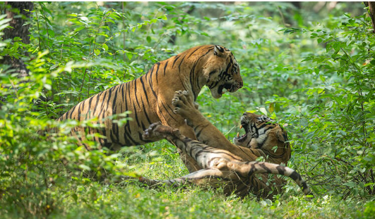 बाघिन की लड़ाई