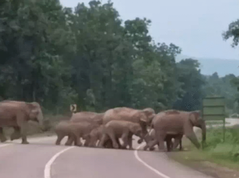 सड़क पार करते हुए हाथियों का दल