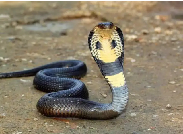 सांप के डसने से भाई बहन की मौत