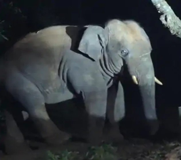 हाथी का आतंक