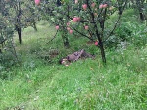 1 आतंकी ढेर