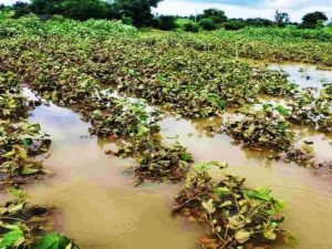 राजस्थान में अतिवृष्टि