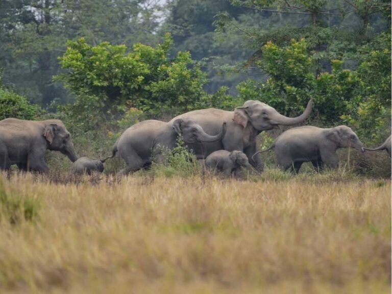 Elephant Herd Attack