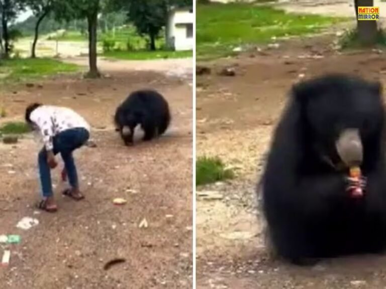 Kanker youth gives cold drink to bear viral video