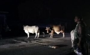 आवारा पशुओं की वजह से हो रही सड़क दुर्घटनाएं