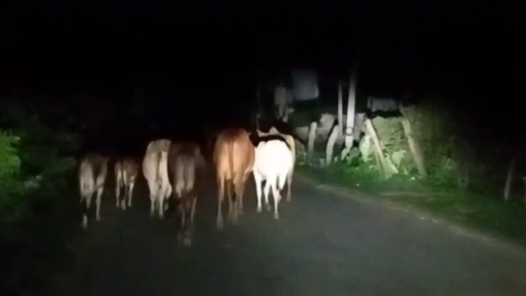 Stray cattle accidents in Khatima
