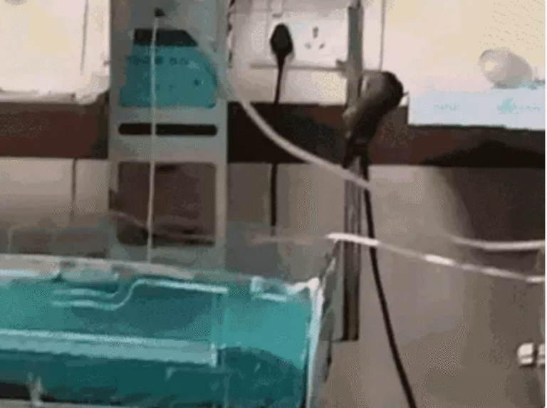 अस्पताल में चूहे