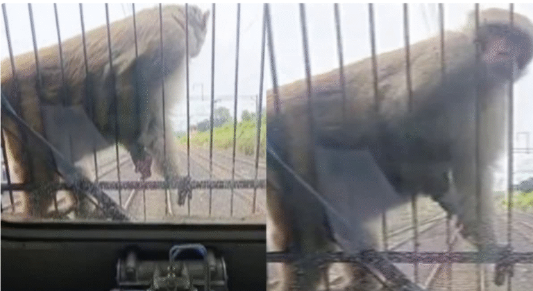 बंदरों का आतंक