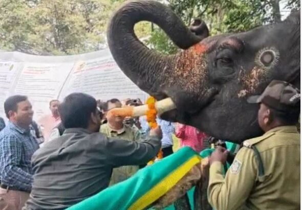 हाथिया की मौज