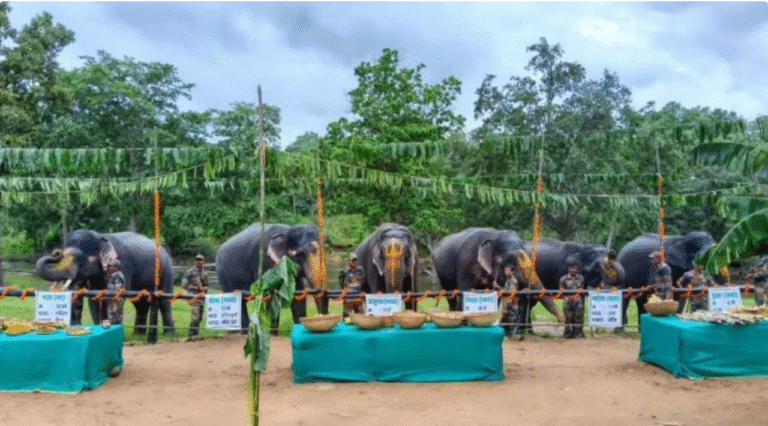 हाथियों की दावत