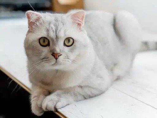 Kerala HC Orders SBI Return Cat to Owner in Loan Case