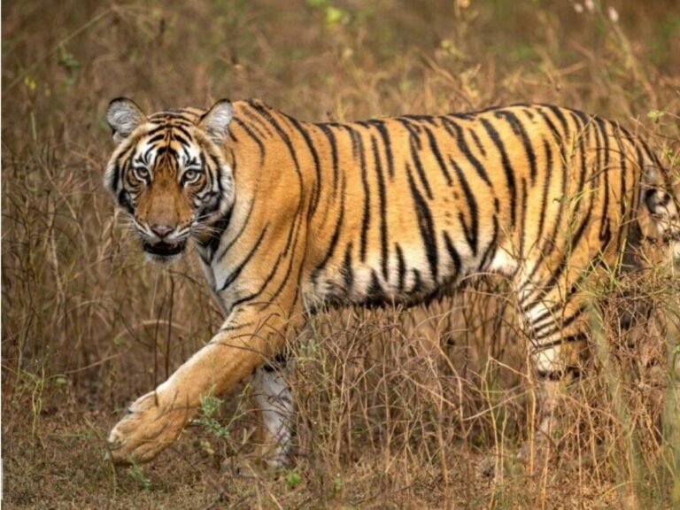 Mukundra Tiger Reserve Rajasthan tiger boost