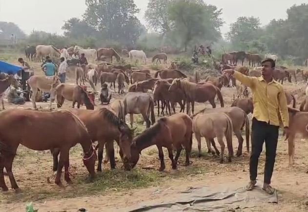 गधों का मेला.