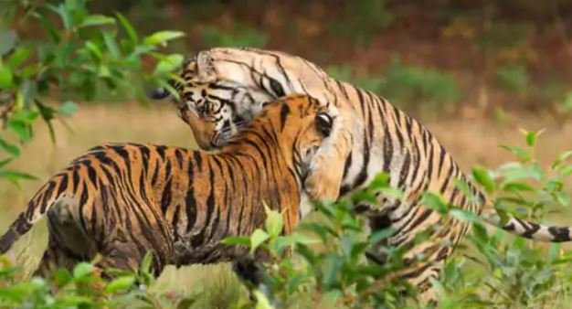 जय वीरु की जोड़ी