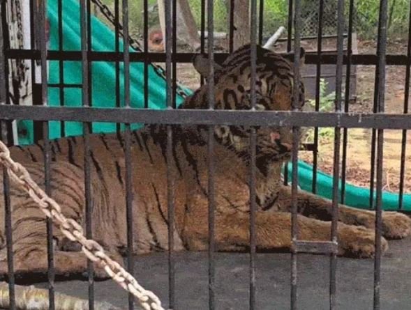 बाघिन की मौत.