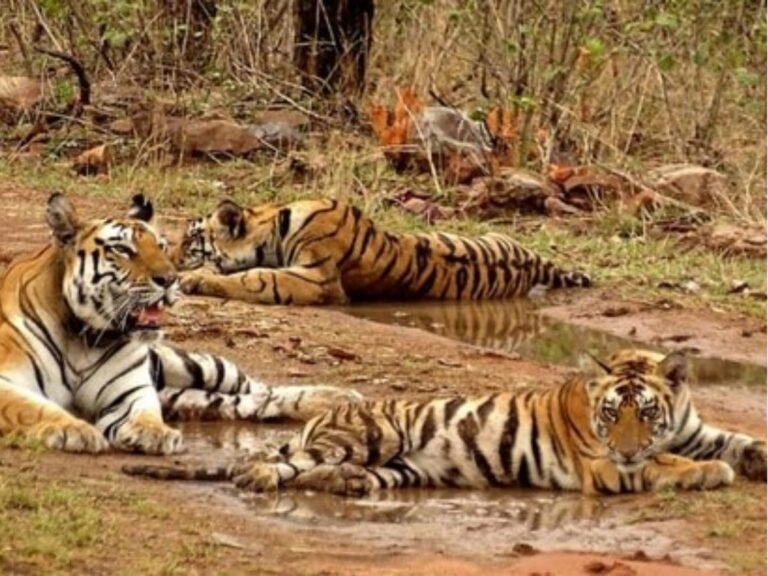 MP new tiger reserve first census