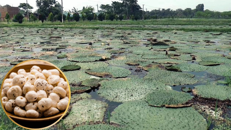 Makhana cultivation Madhya Pradesh Bihar model