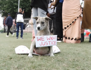 आवारा कुत्तों को लेकर भोपाल में विरोध