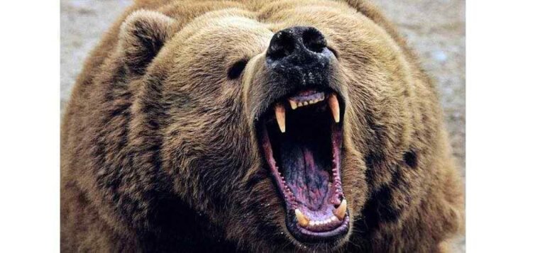 Bear Attack Update 11th bear attack in Uttarkashi in a month