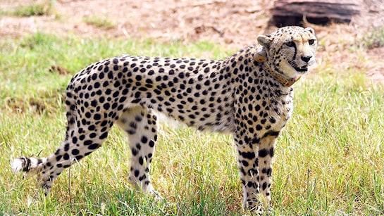 The number of leopards in Kuno National Park has increased to 32