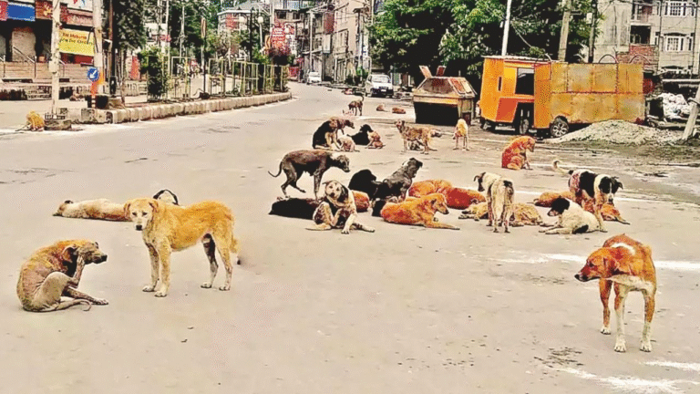 Stray Dog Attacks MP