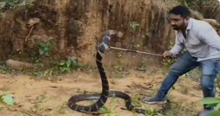 किंग कोबरा