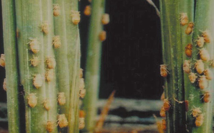 भूरा महू