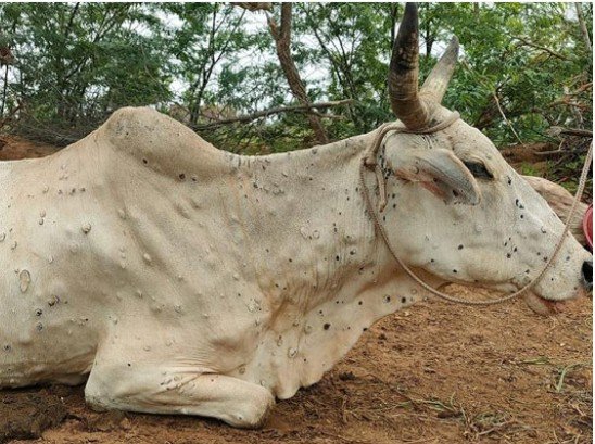 लंपी वायरस.