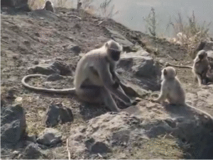 10 मिनट बाद वह खाई में गिर गया