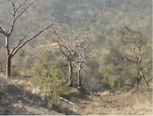 10 मिनट बाद वह खाई में गिर गया